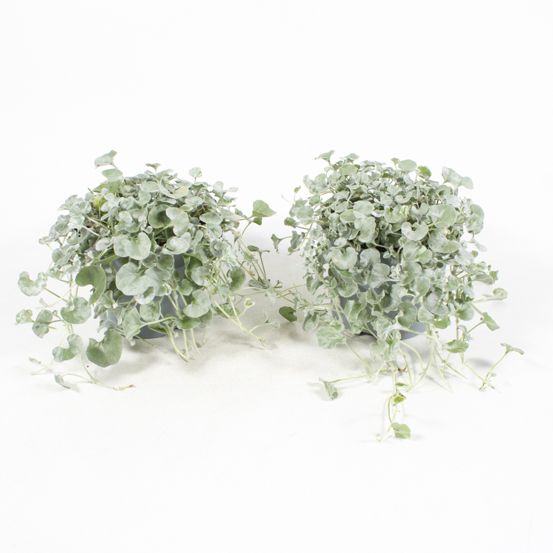 Dichondra argenta