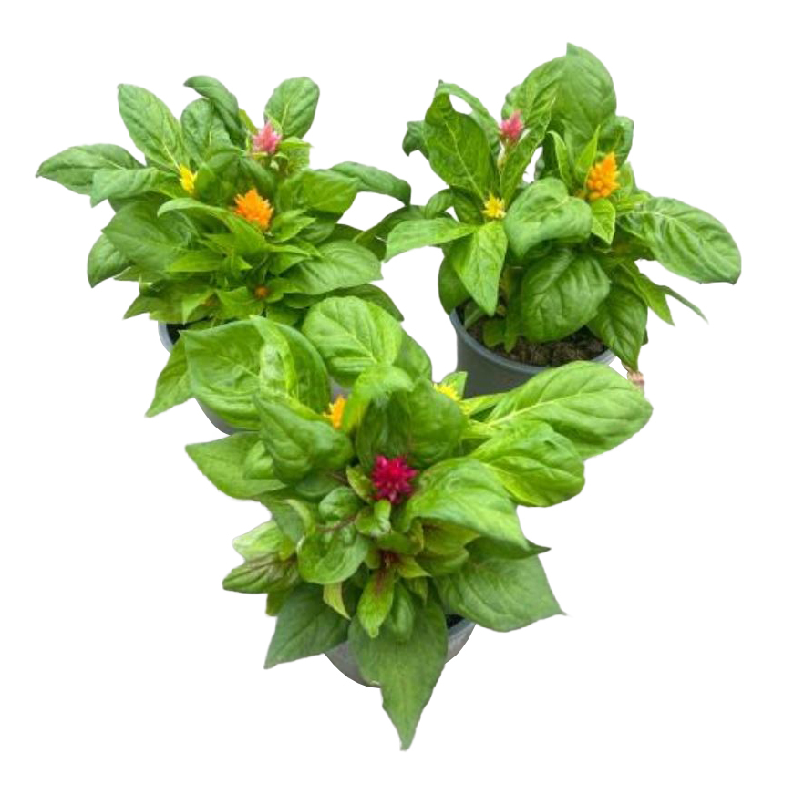 Celosia argentea var. plumosa trio