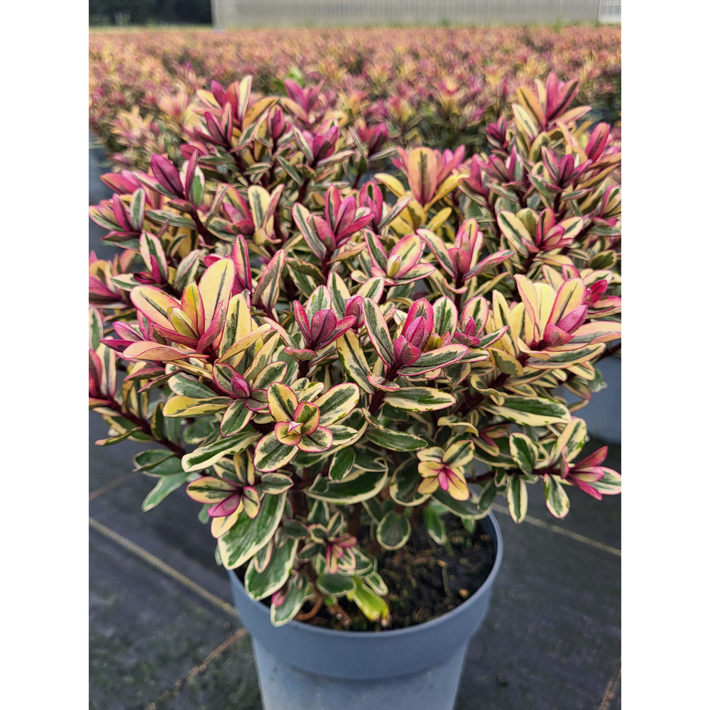 Hebe andersonii tricolor