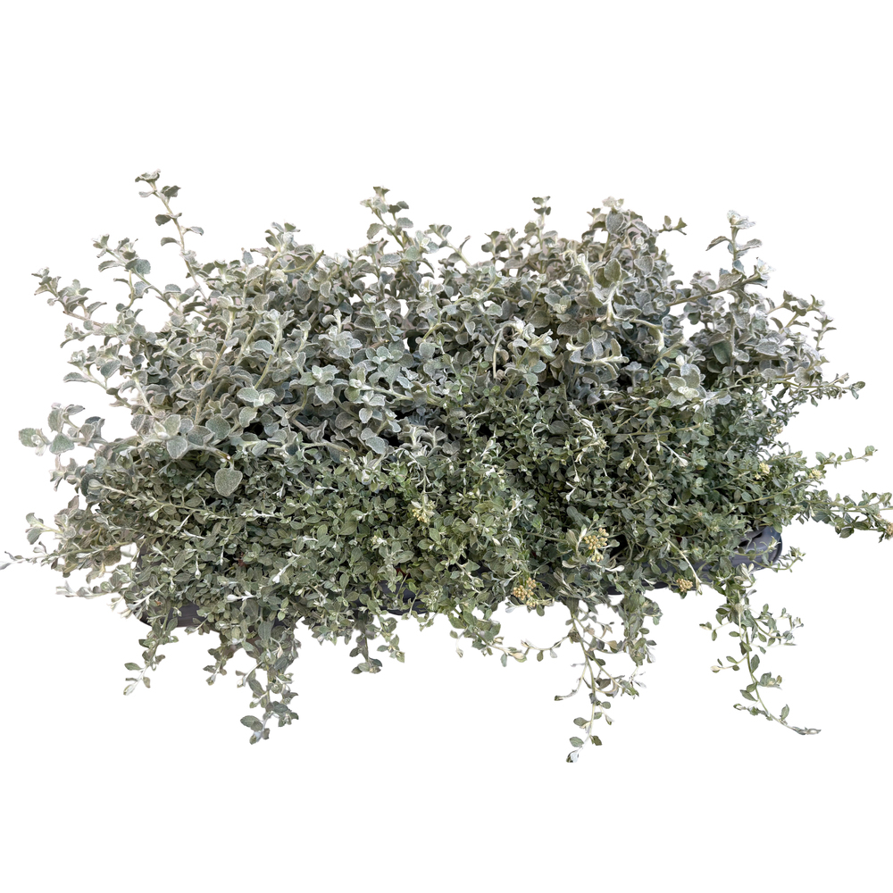 Helichrysum italicum