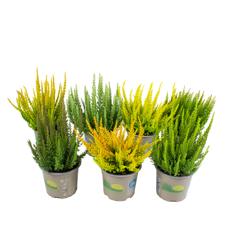 Calluna vulgaris beauty ladies skyline
