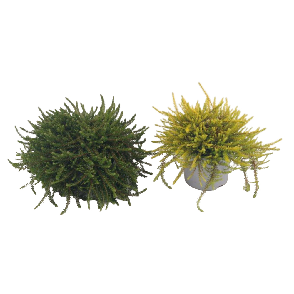 Empetrum nigrum