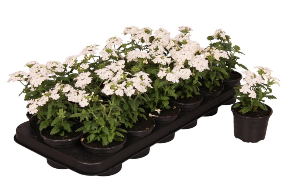 Verbena