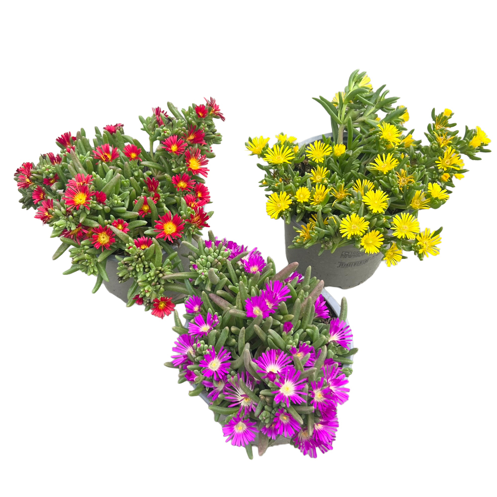 Delosperma cooperi solstice