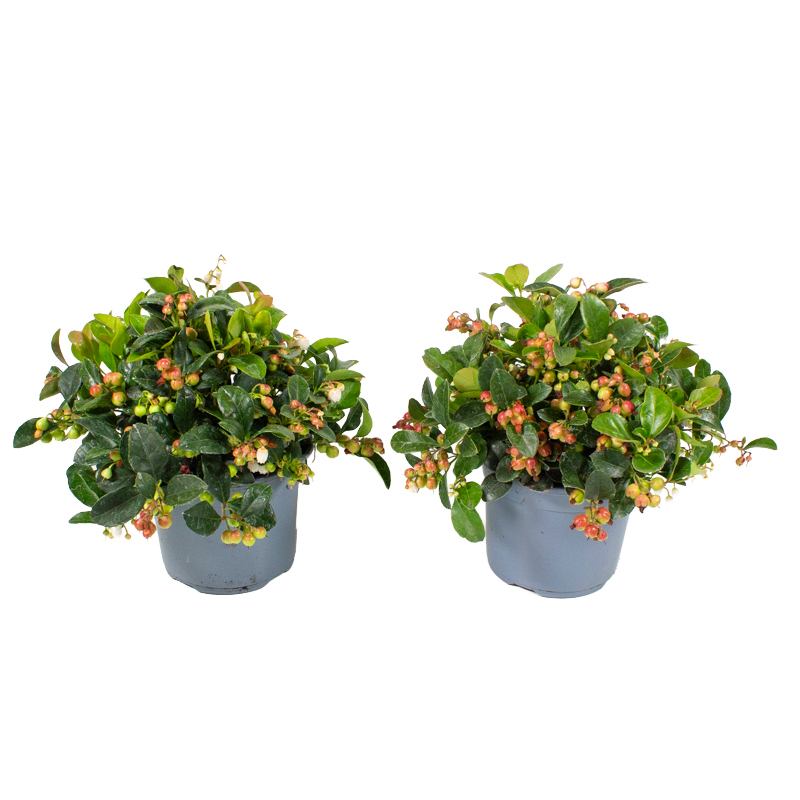 Gaultheria procumbens