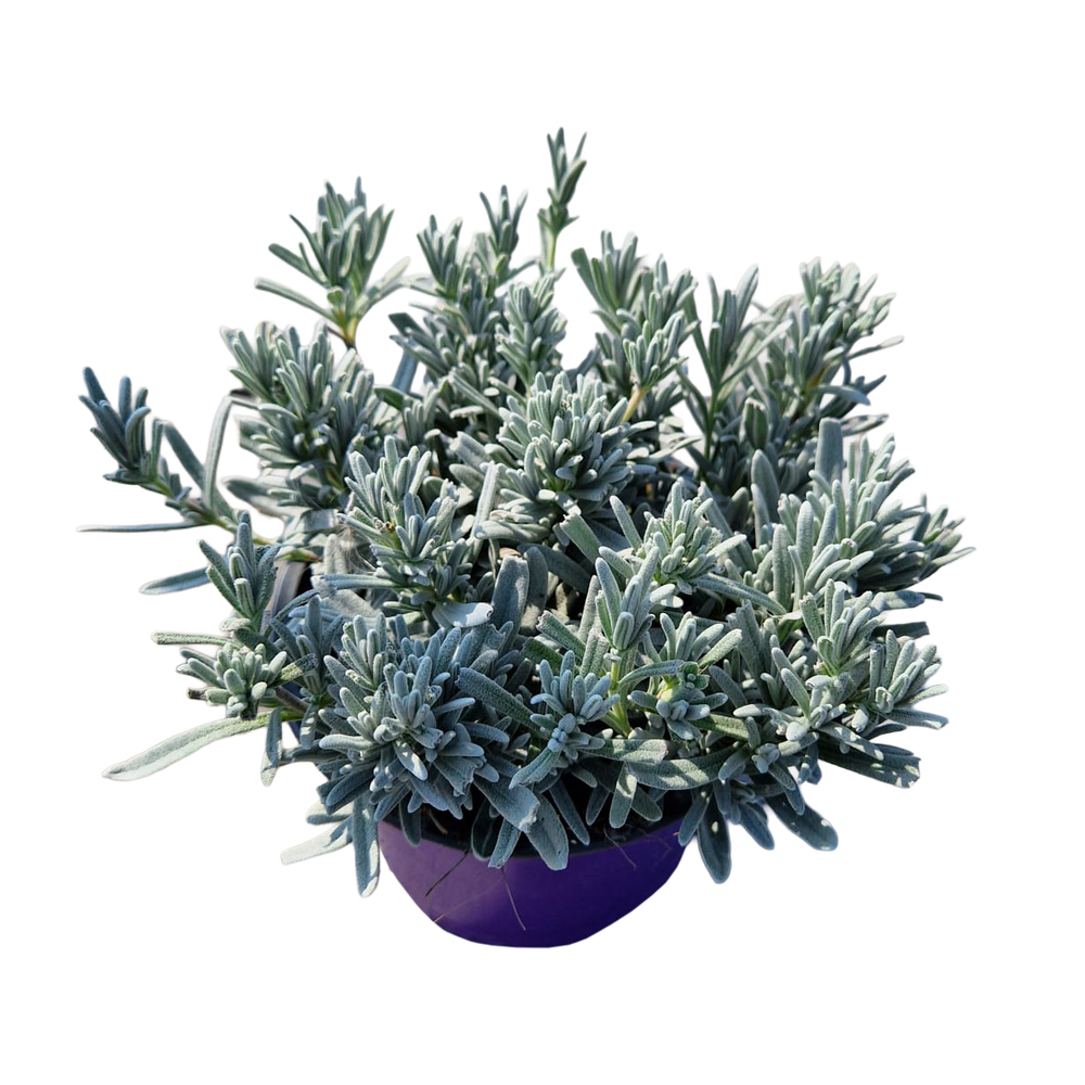 Lavandula lanata