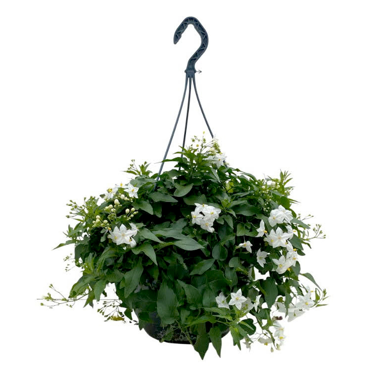 Solanum jasminoides