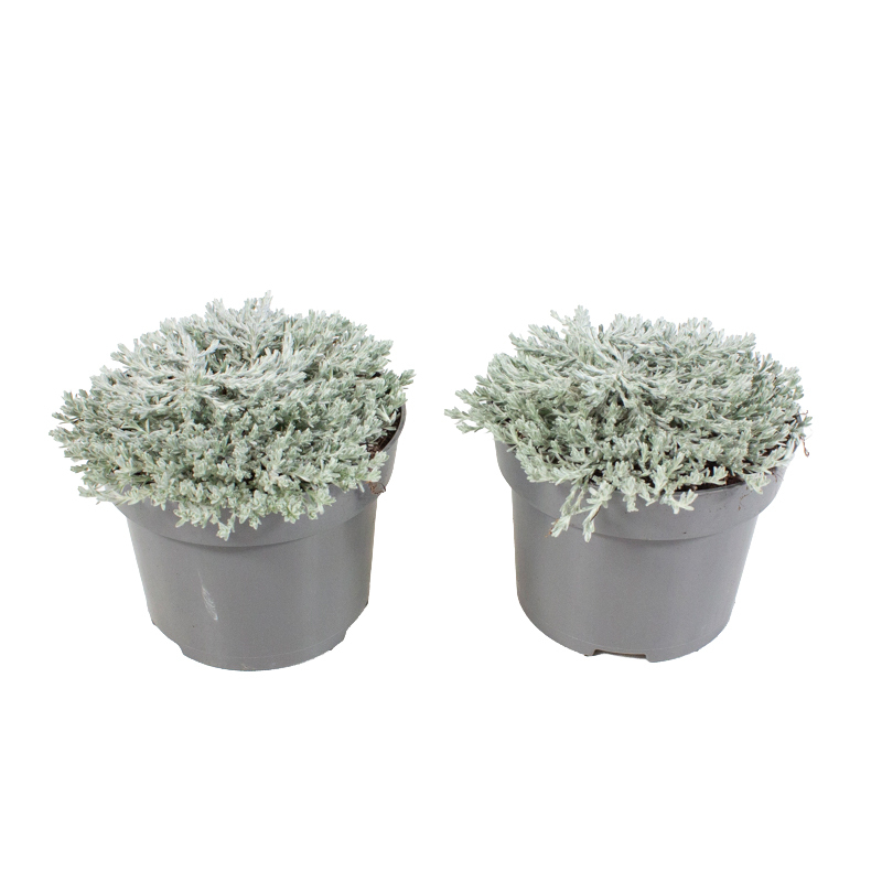 Ozothamnus county park silver