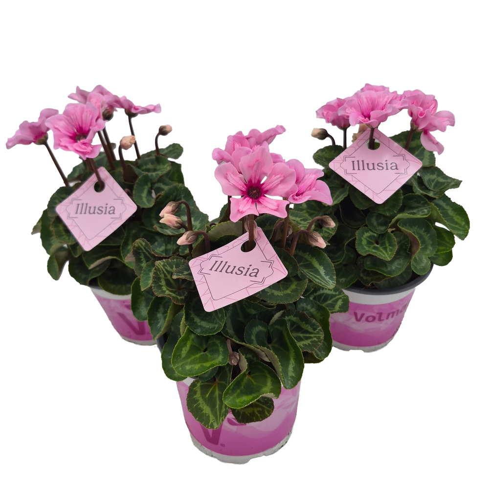 Cyclamen persicum illusia