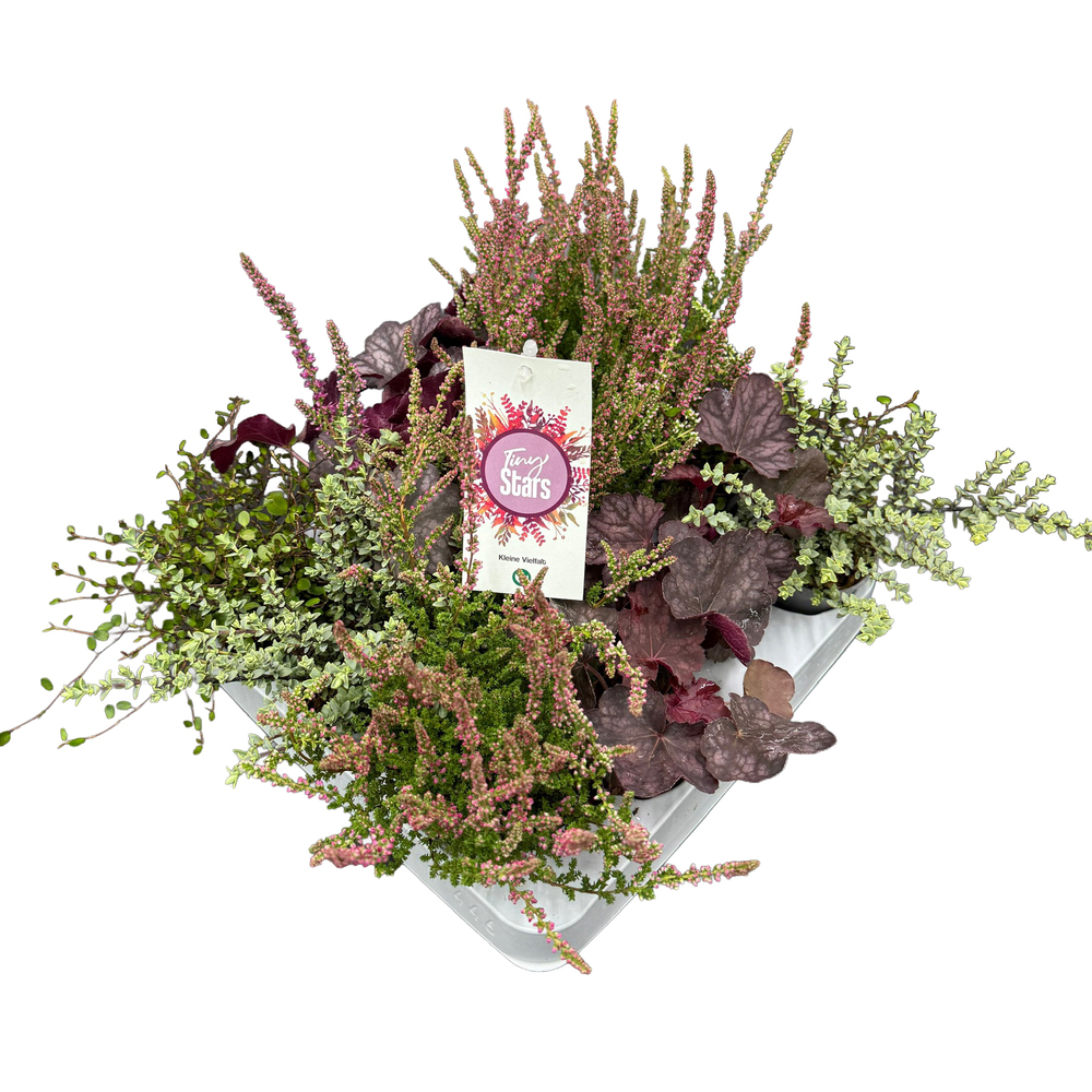 Herbst mix tiny stars