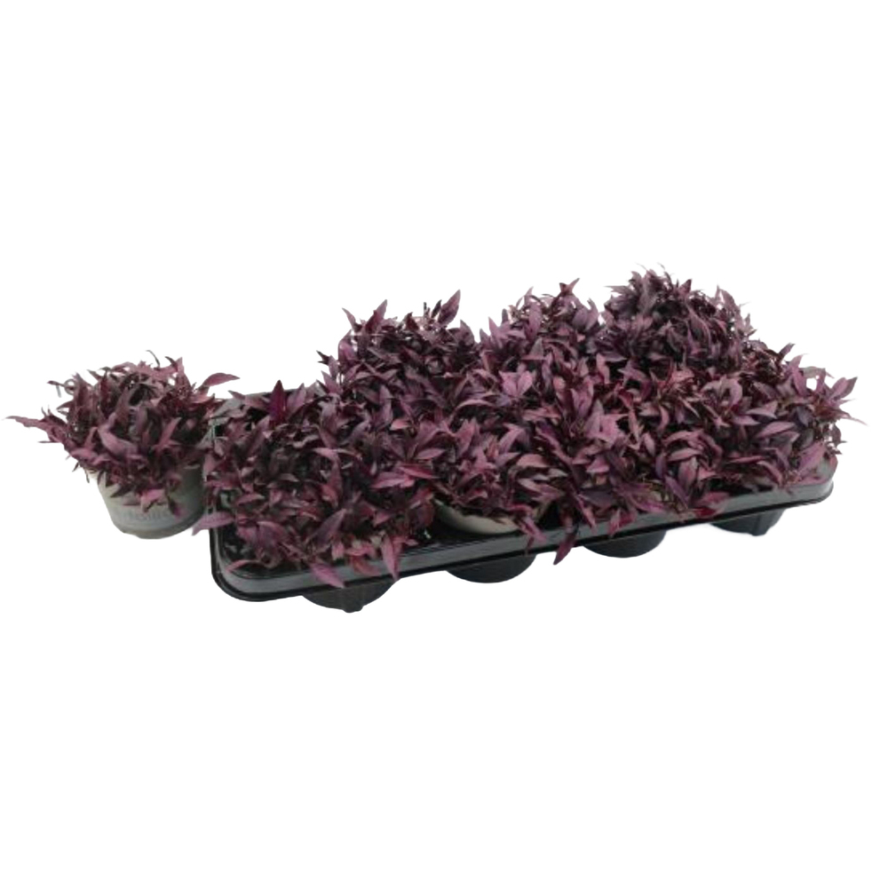 Alternanthera pink needle