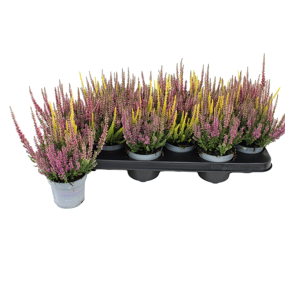 Calluna vulgaris beauty ladies starlight trio milc