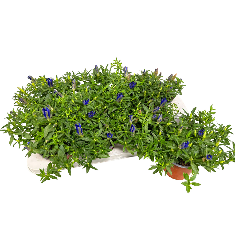 Gentiana scabra luis