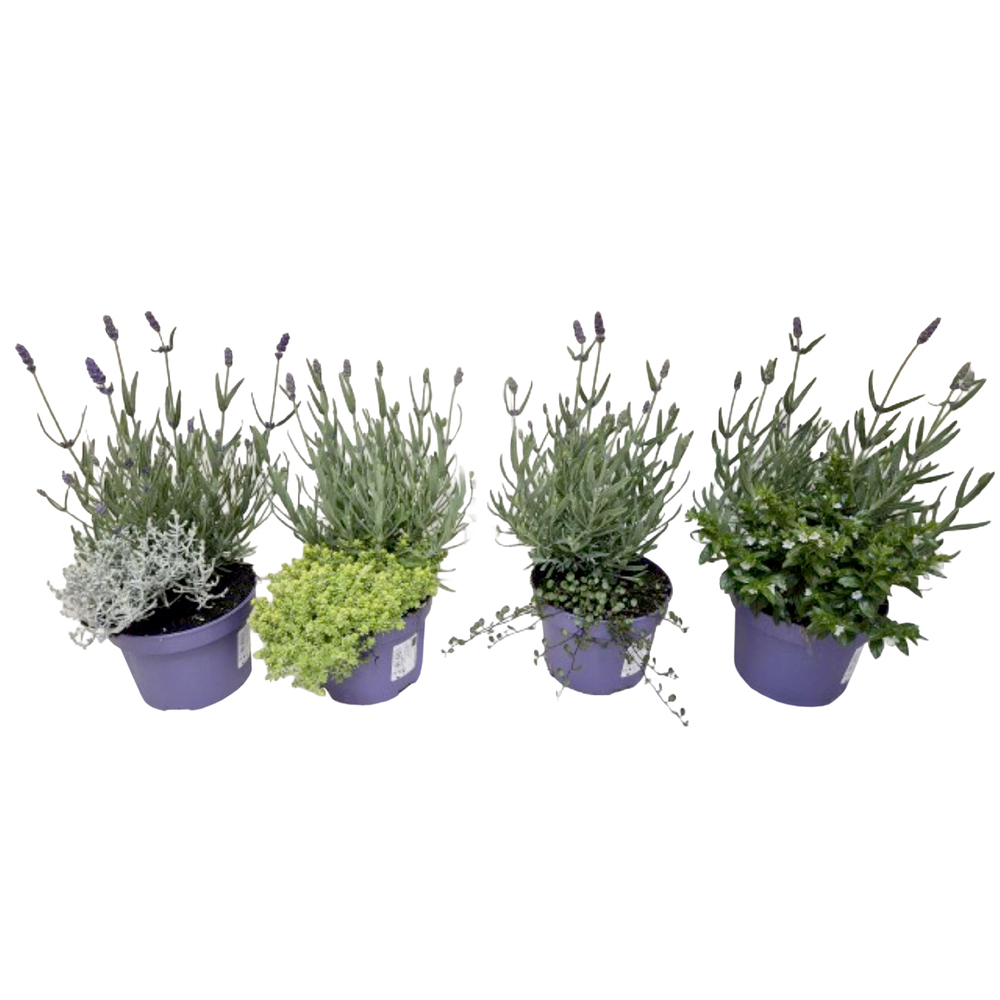 Herbst mix twin/duo
