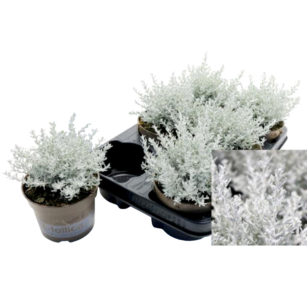 Helichrysum silvio bushy