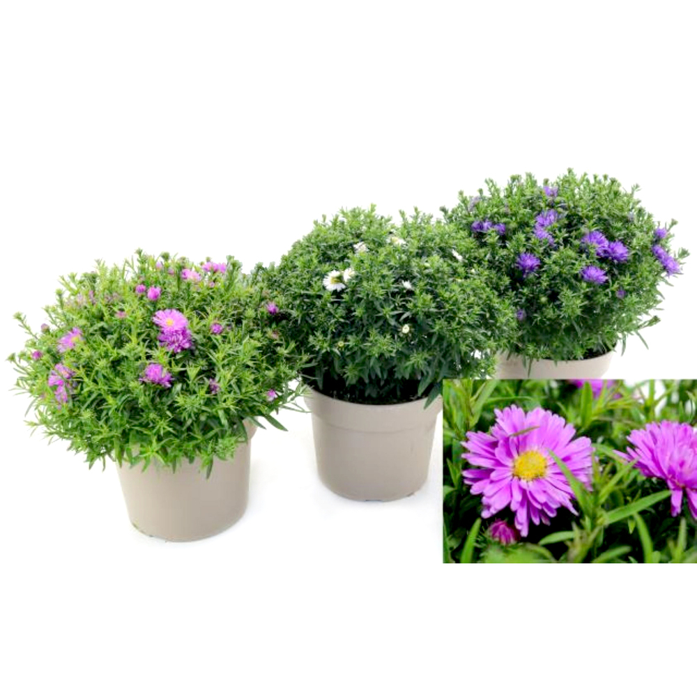 Aster dumosus