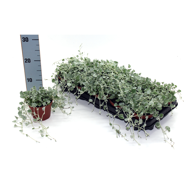 Dichondra argenta