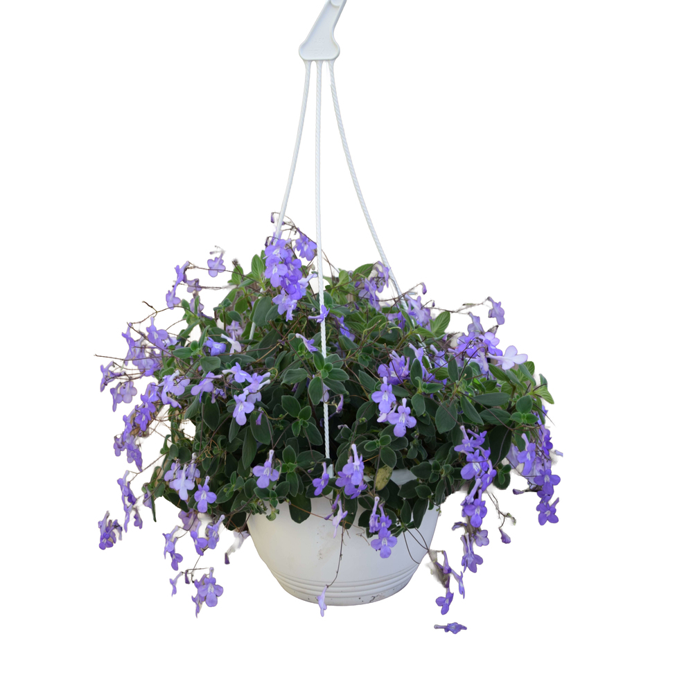 Streptocarpus