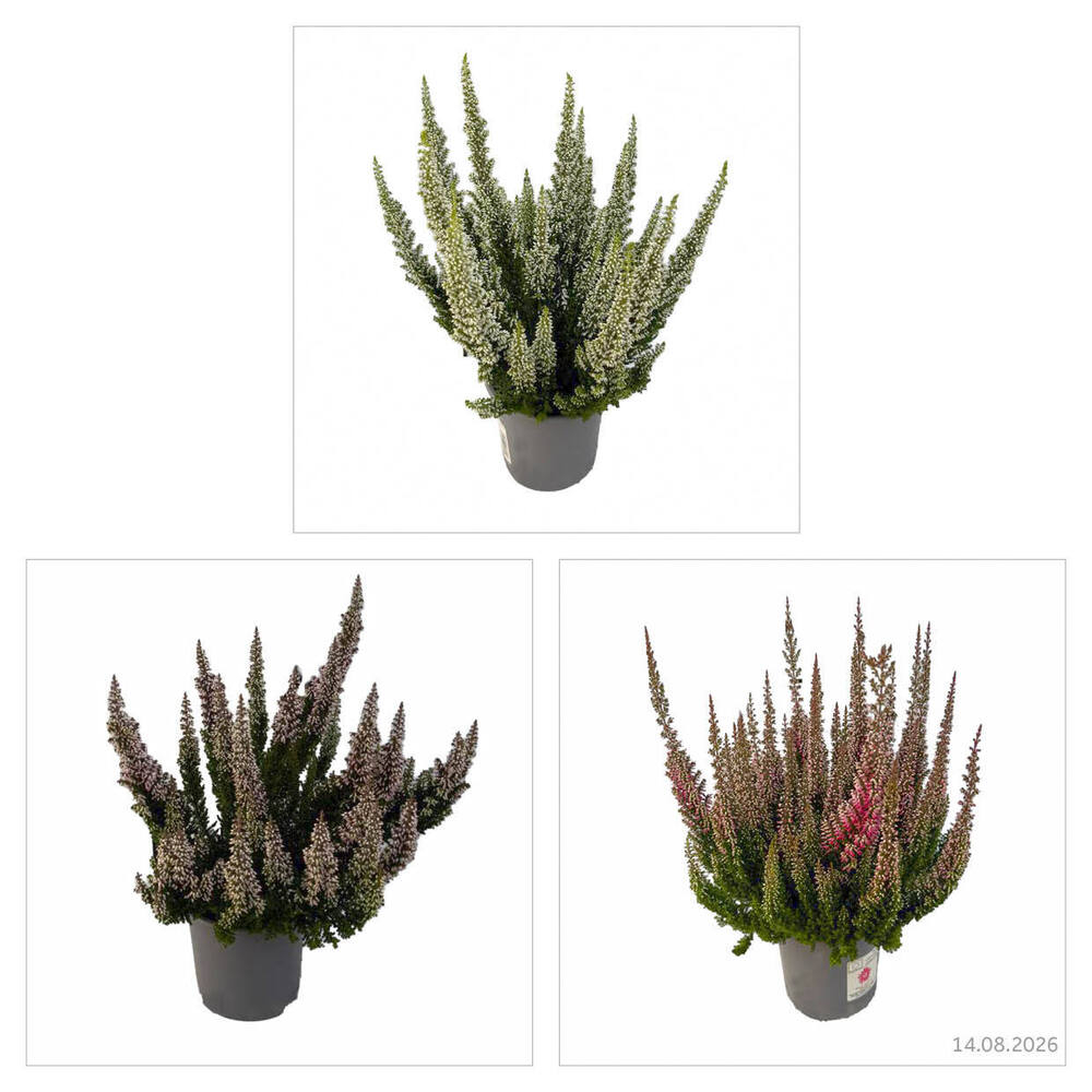 Calluna vulgaris beauty ladies first ladies