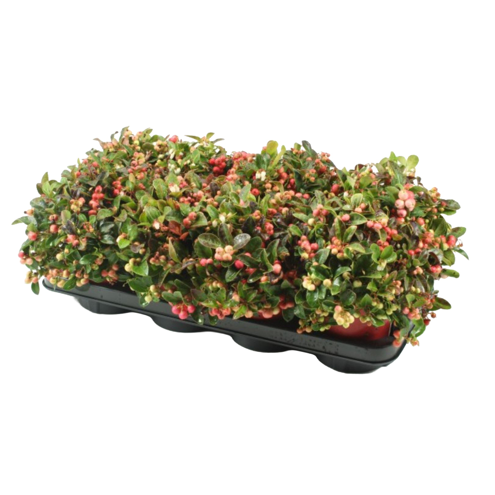 Gaultheria procumbens winter pearls