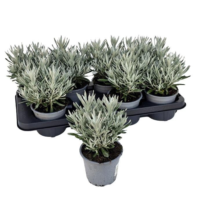 Helichrysum snow white