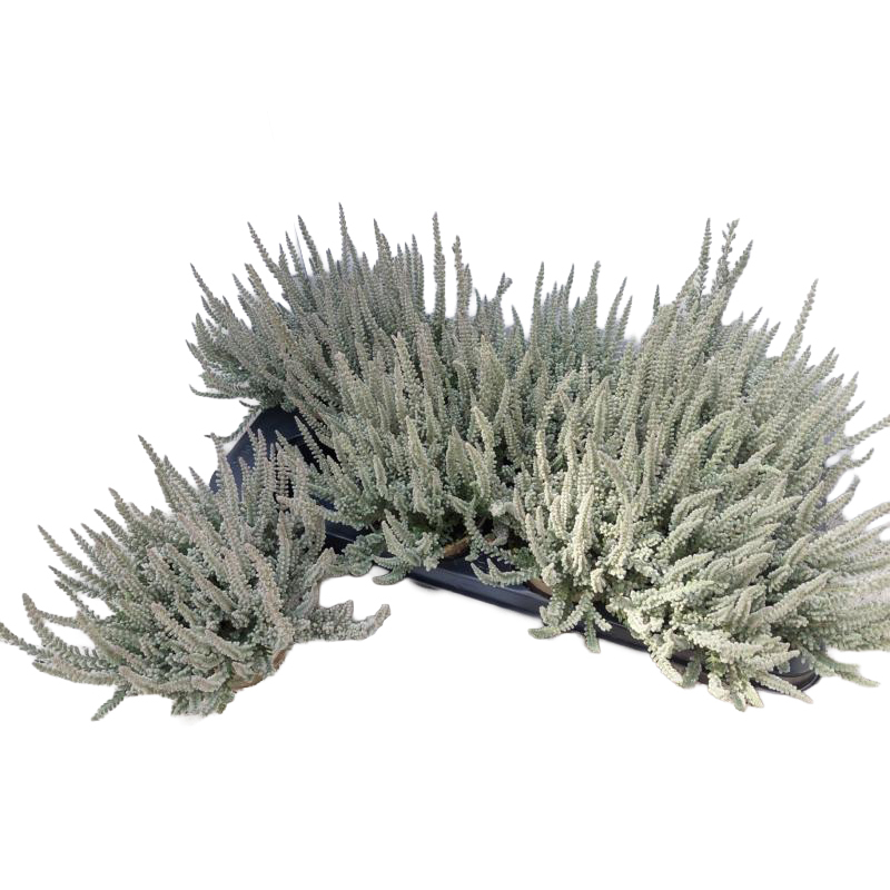 Calluna vulgaris garden girls sunset girls zilly