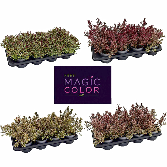 Hebe magicolors