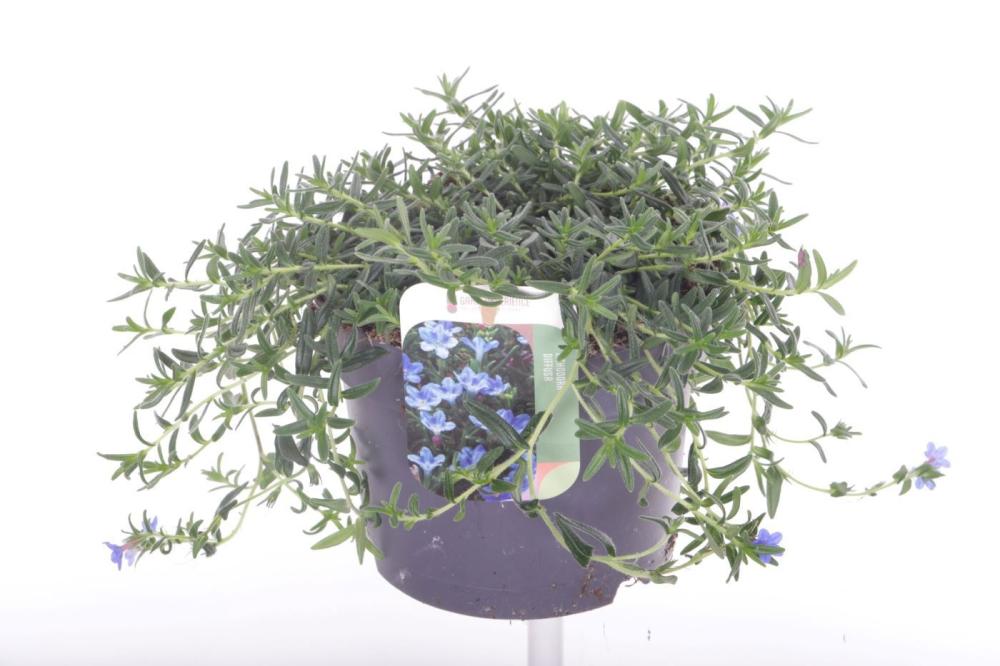 Lithodora