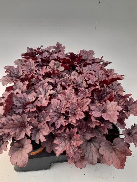 Heuchera