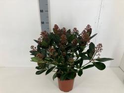 skimmia