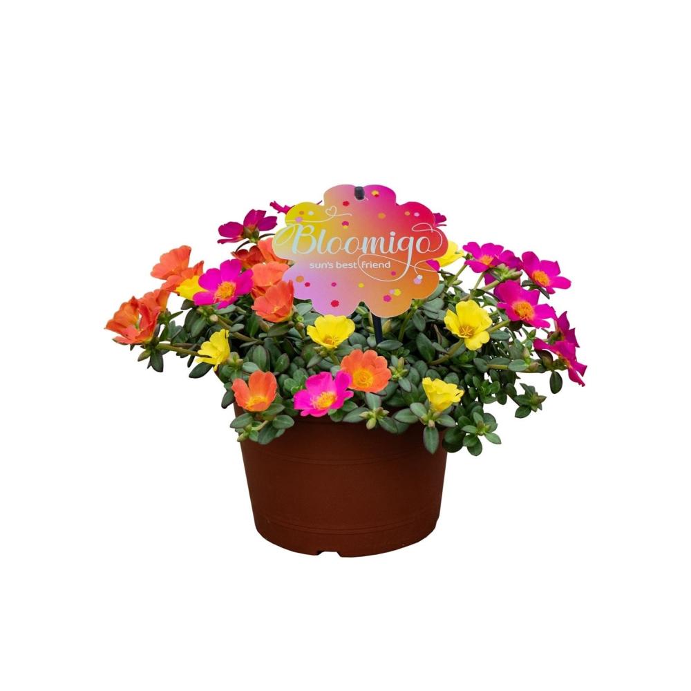 Portulaca