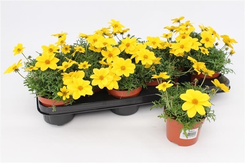Bidens
