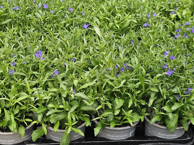 Lobelia