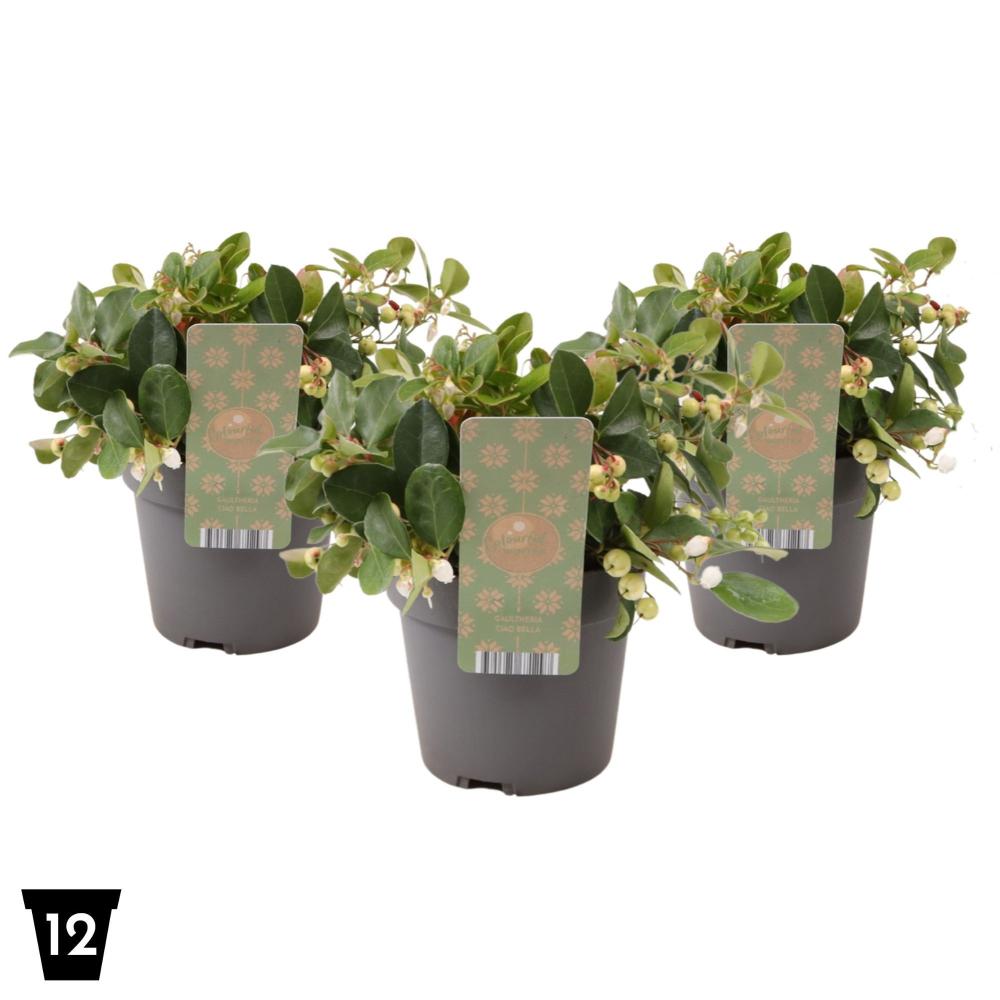 gaultheria
