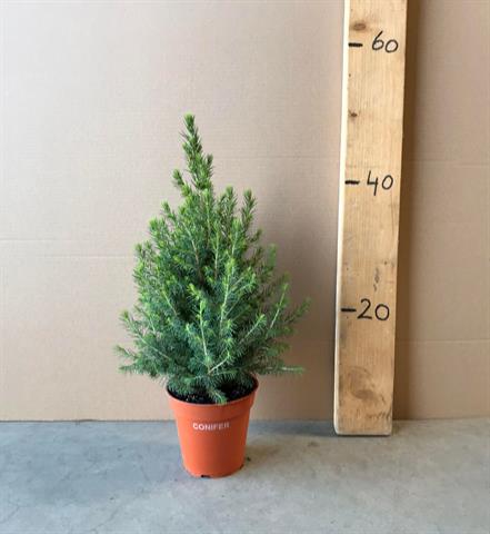 picea