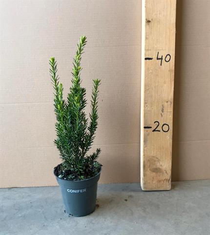 Taxus