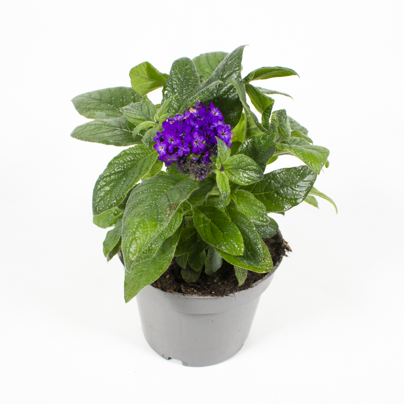 Heliotropium arborescens