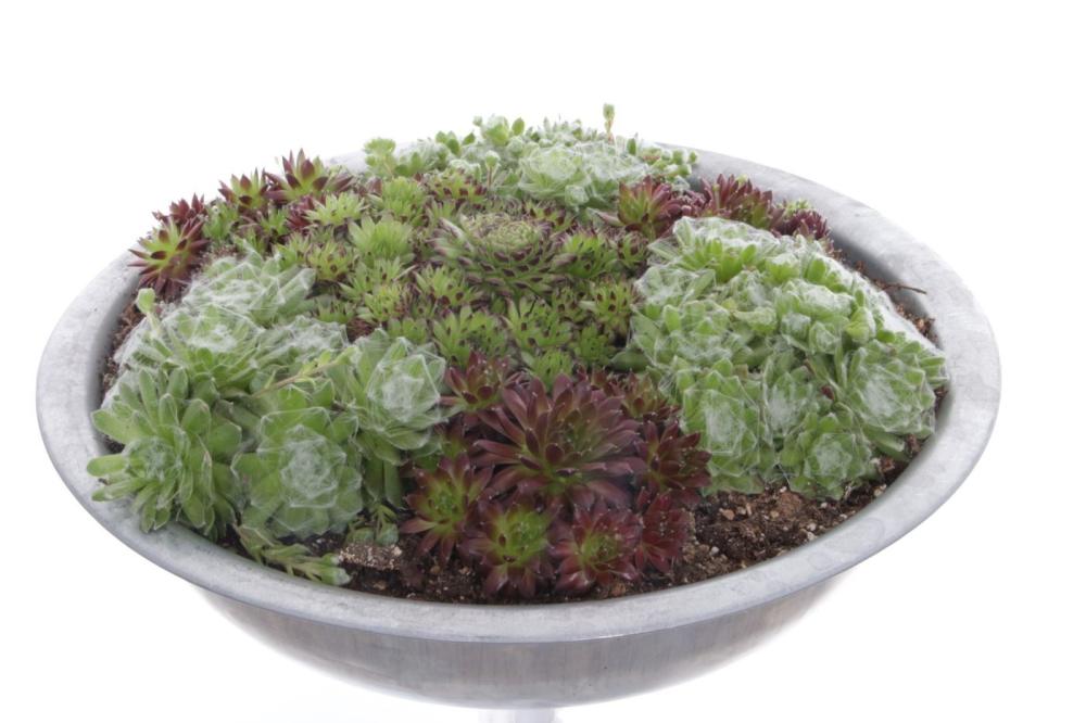 sempervivum