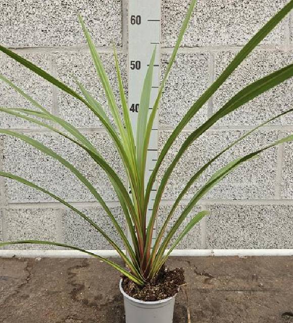 Cordyline indivisa