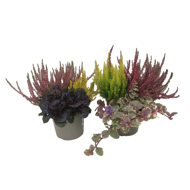 Automne/herbst mix