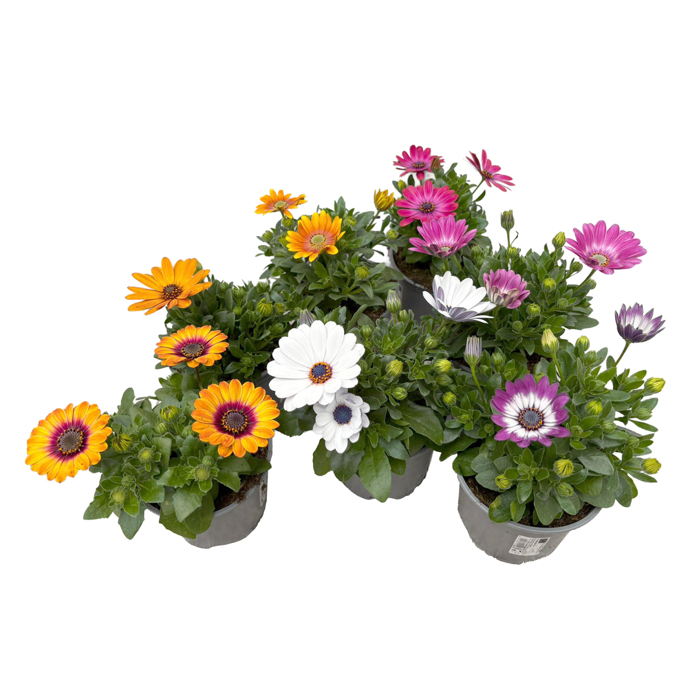Osteospermum ecklonis