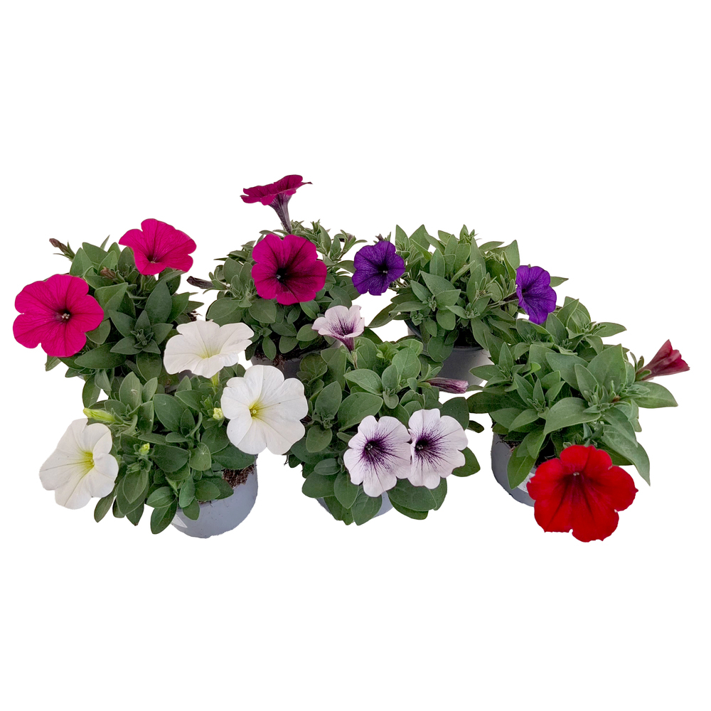 Petunia potunia
