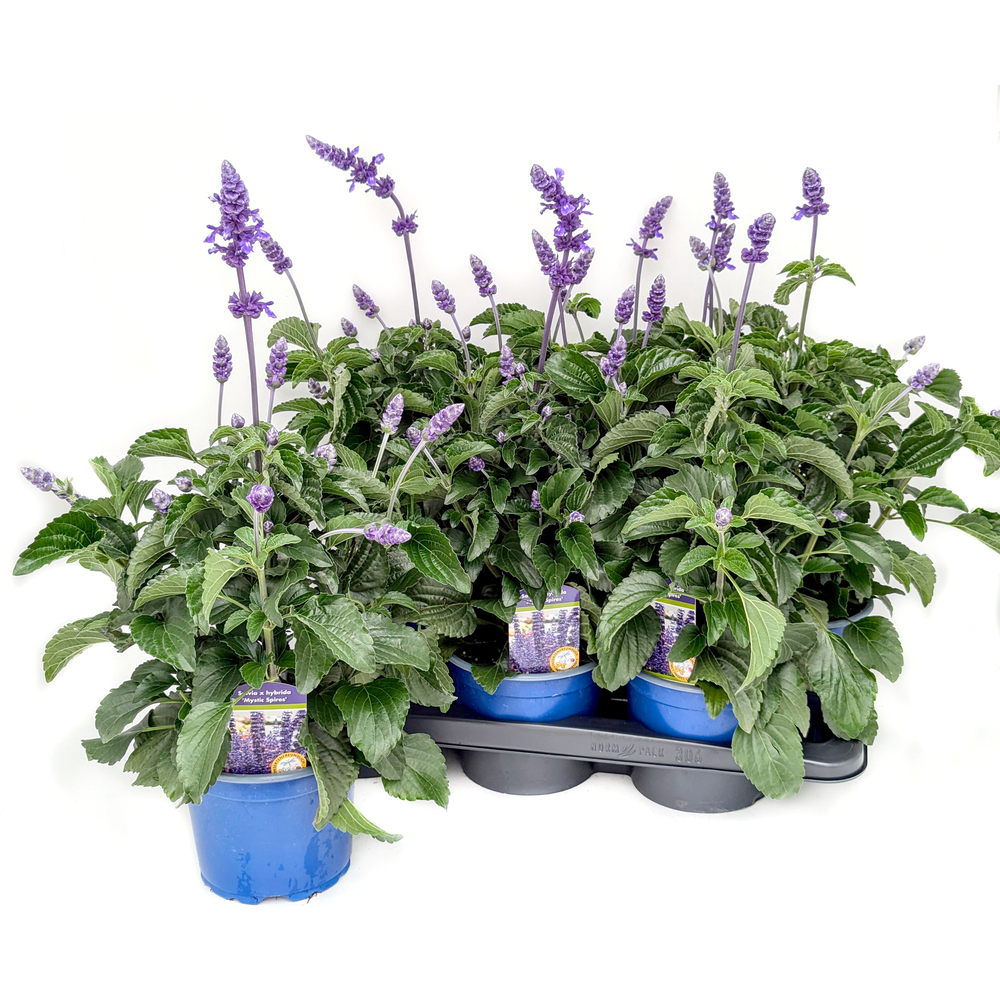 Salvia farinacea mystic spires