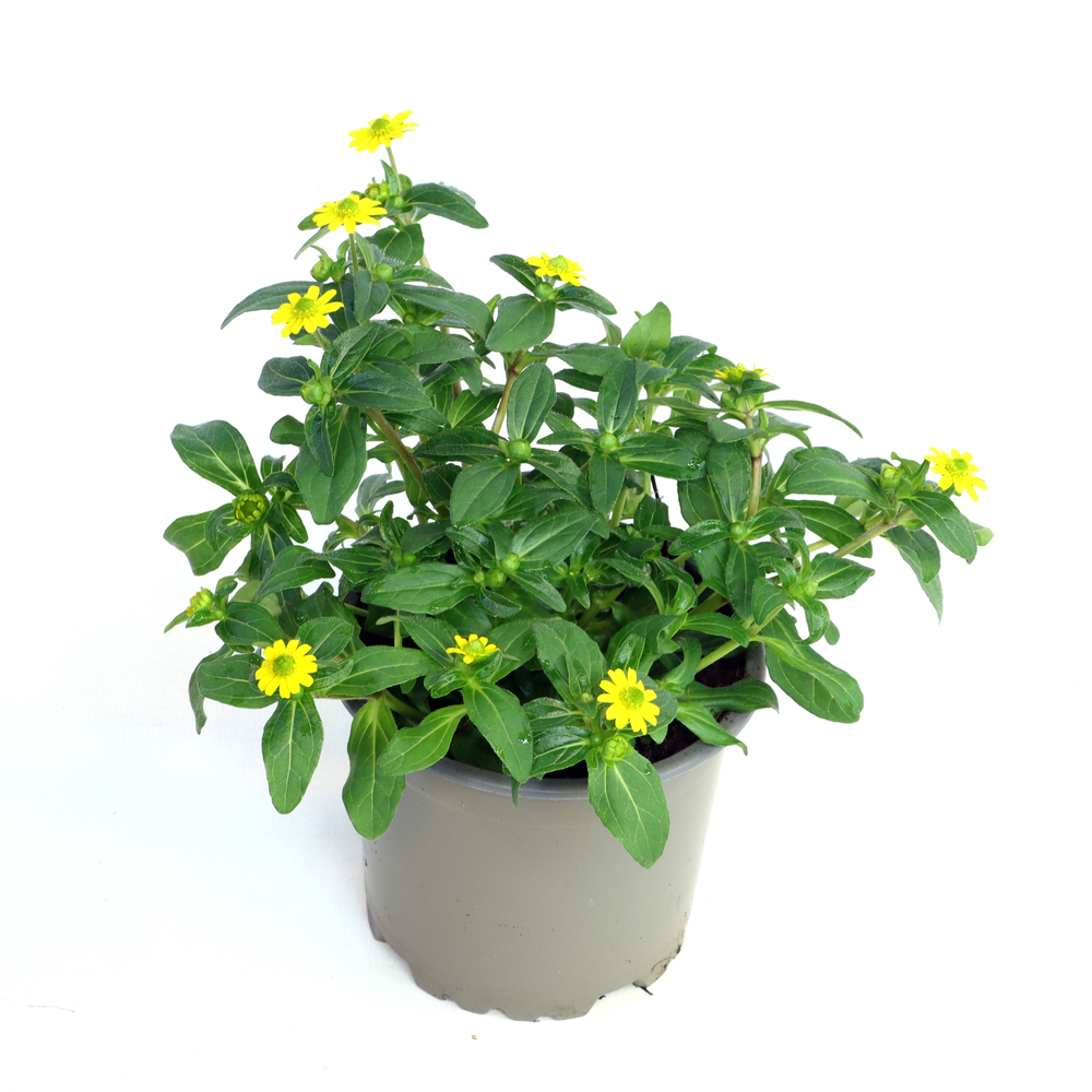Sanvitalia procumbens cuzco compact