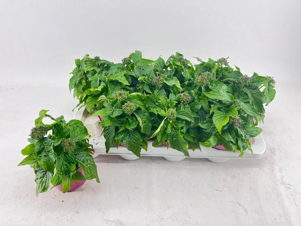 Pentas