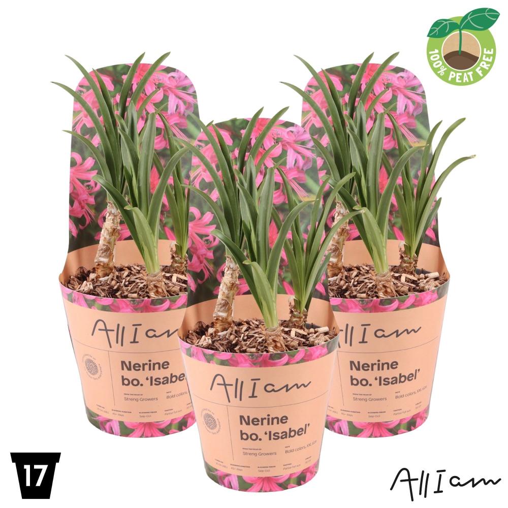 Nerine
