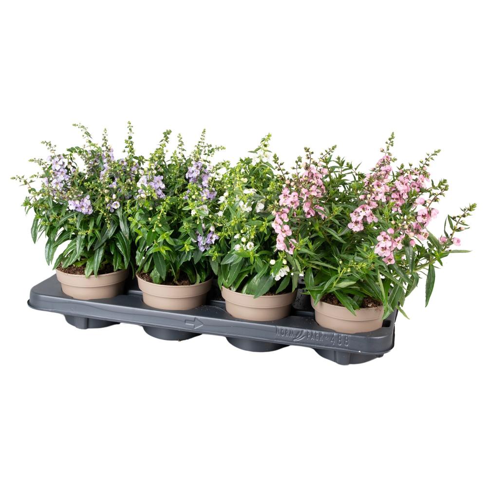 Angelonia