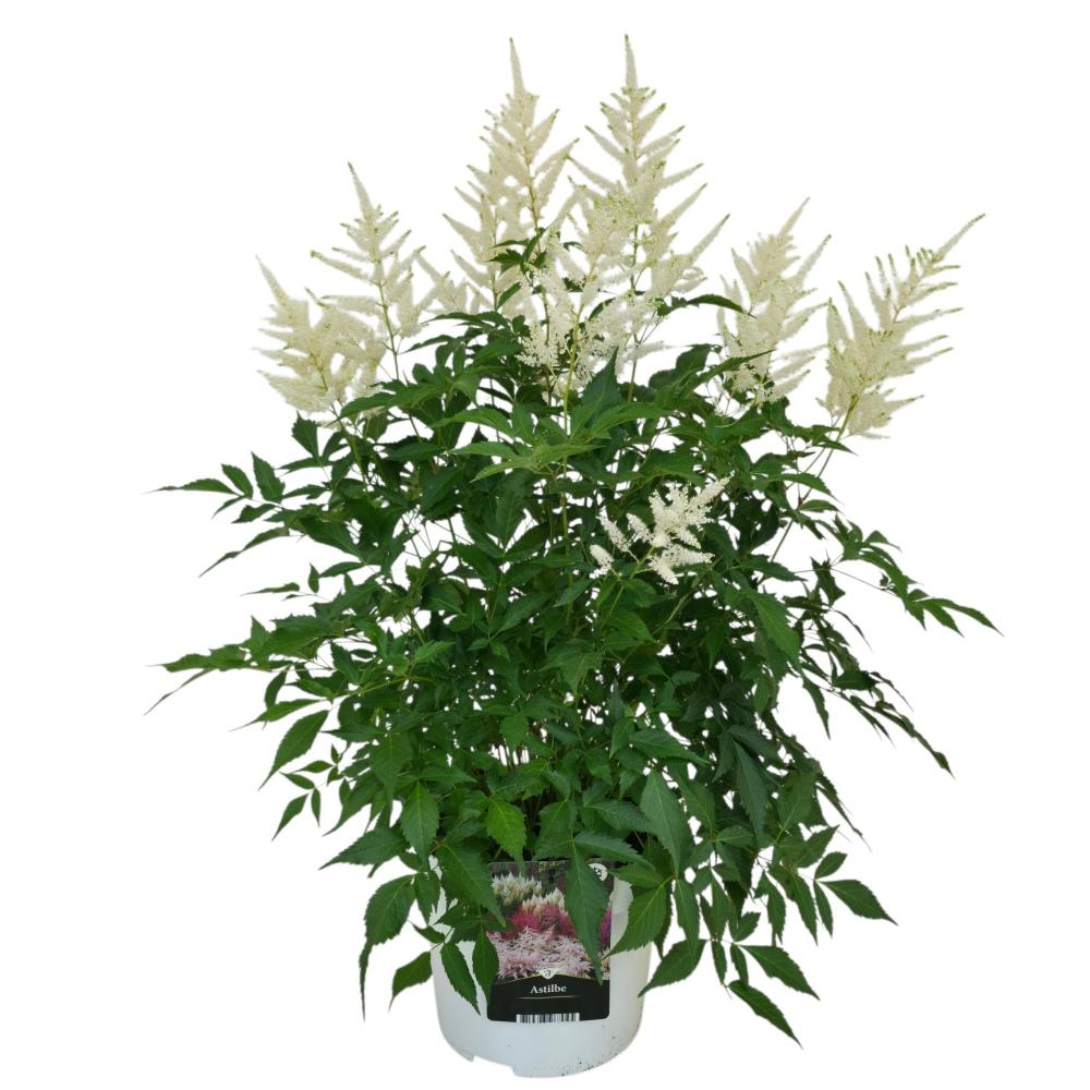 Astilbe