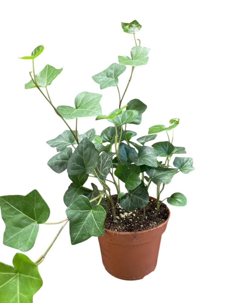 Hedera