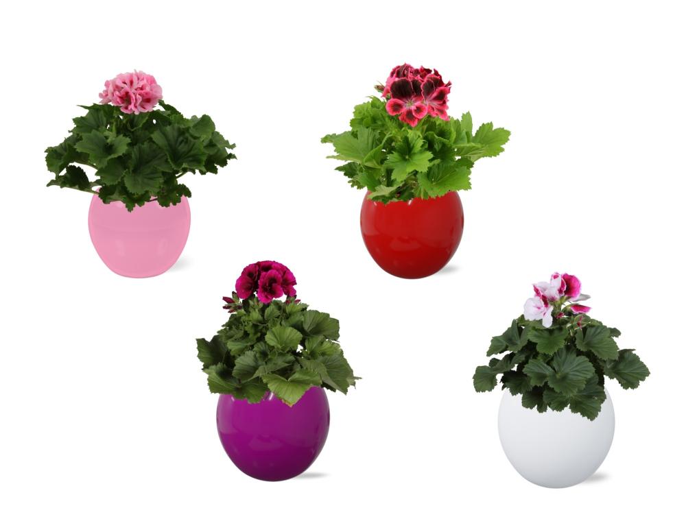 pelargonium